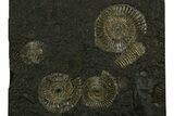Fossil Ammonite (Dactylioceras) Cluster - Posidonia Shale, Germany #378180-1
